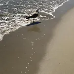 Un Sogno Al Mare *