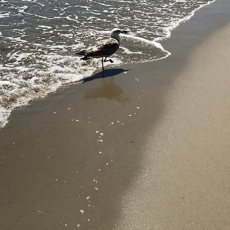 Un Sogno Al Mare *