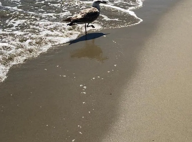 Un Sogno Al Mare *